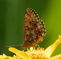 Image of Boloria chariclea helena