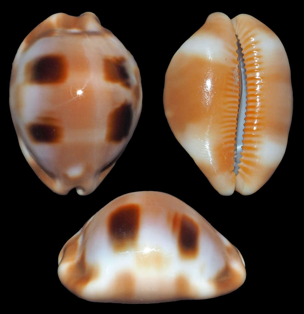 Слика од Luria tessellata (Swainson 1822)