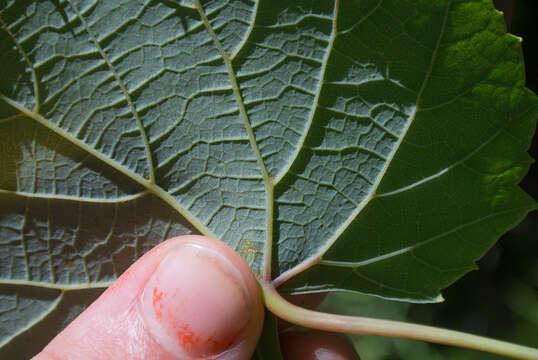 Image de Vitis aestivalis var. bicolor Leconte