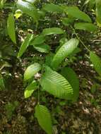 Image de Nothofagus alpina (Poepp. & Endl.) Oerst.