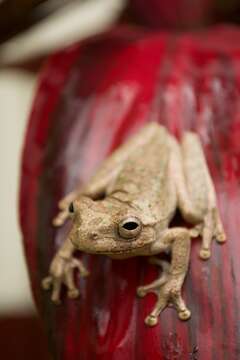 Image of Panama Cross-banded Treefrog