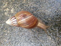 Image of Giant African Snail