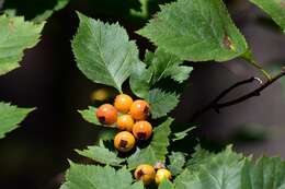 Image of Crataegus sanguinea Pall.