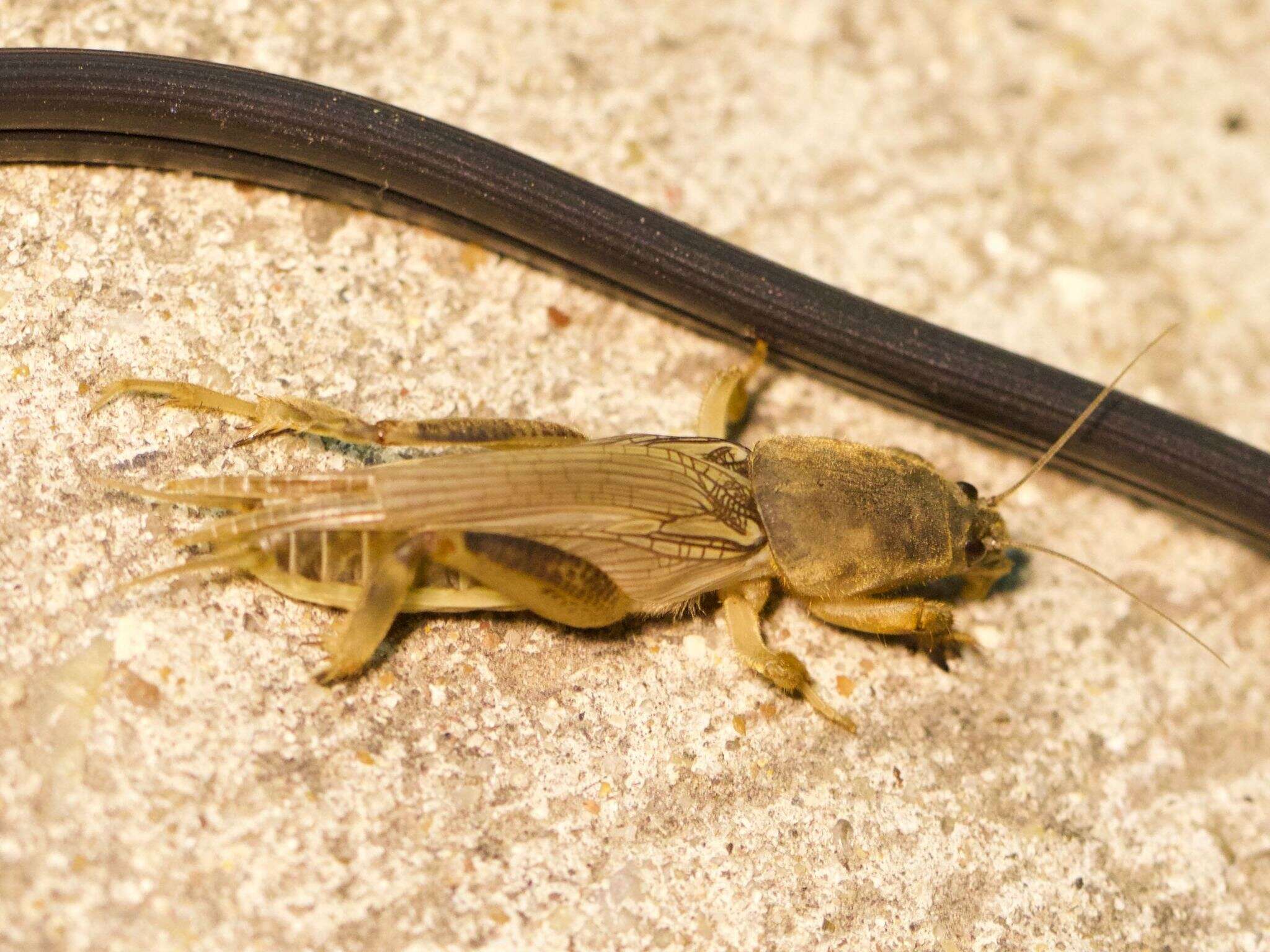 Image of Neoscapteriscus