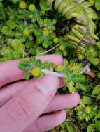 Image of Leptinella lanata Hook. fil.