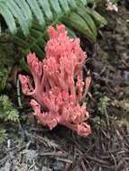 Ramaria araiospora Marr & D. E. Stuntz 1974的圖片