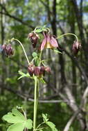 Plancia ëd Aquilegia oxysepala Trautv. & C. A. Mey.