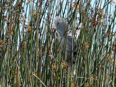 Image of Least Bittern