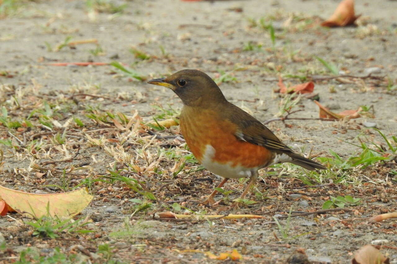 Image of Brown-headed Thrush