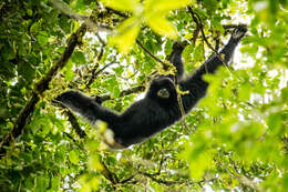 Image of siamang