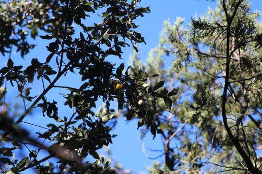 Image of Crescent-chested Warbler