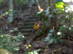 Image of Gasteracantha remifera Butler 1873