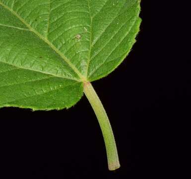 Imagem de Acalypha cincta Müll. Arg.