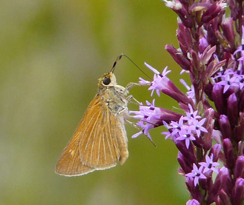 Image of Berry's Skipper