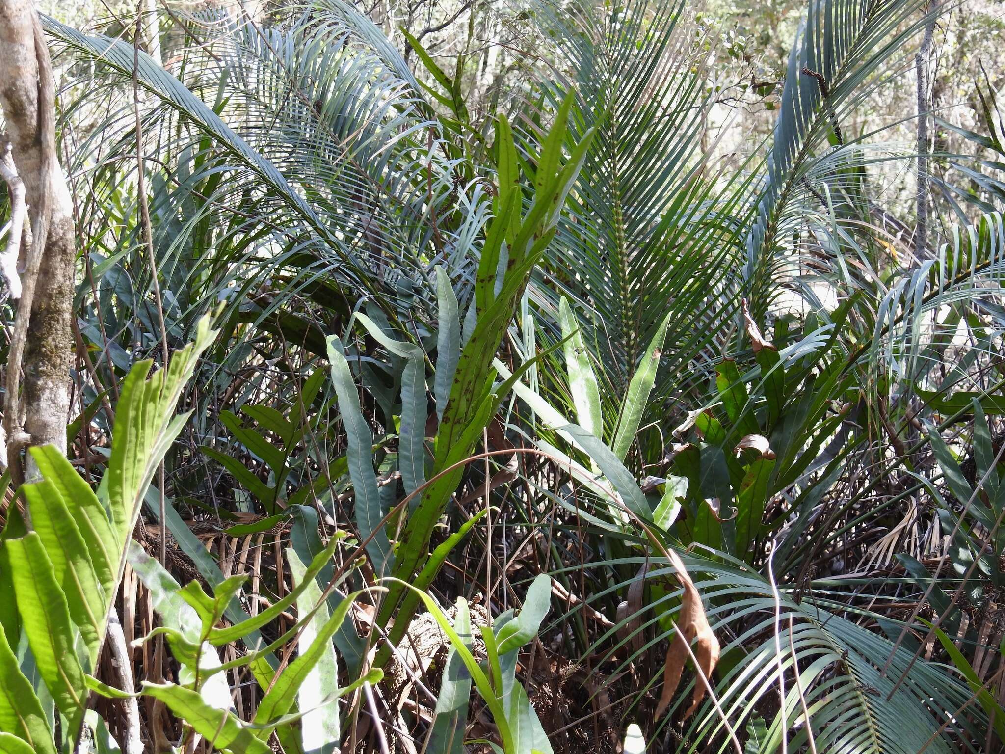 Image of Macrozamia mountperriensis F. M. Bailey