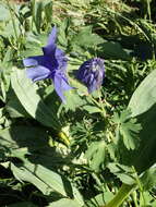 Aquilegia alpina L. resmi