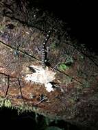 Image of Banded Forest Gecko