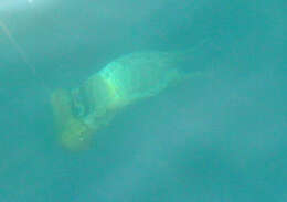 Image of Sea nettle