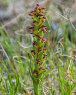 Image of African weed-orchid