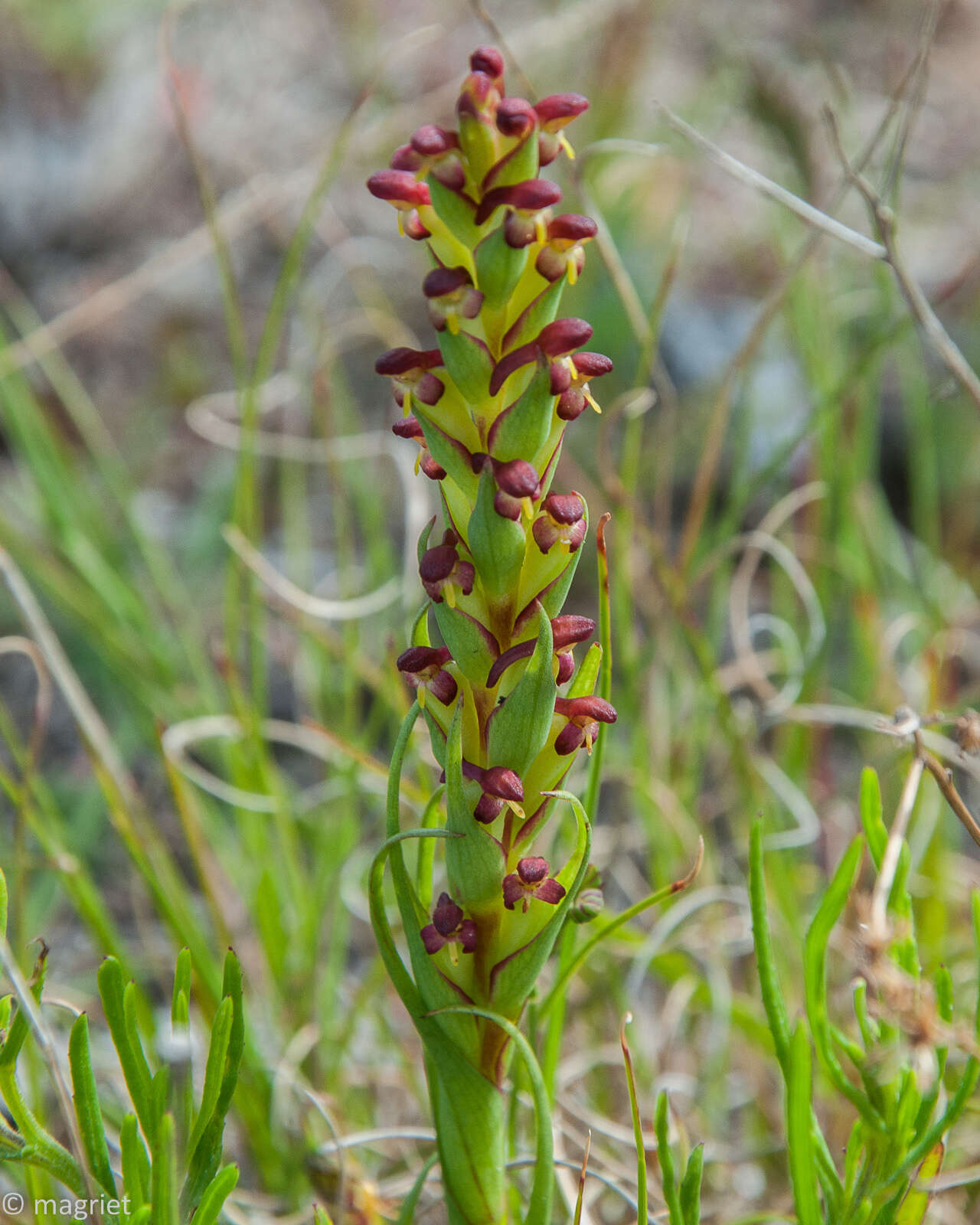 Image of African weed-orchid