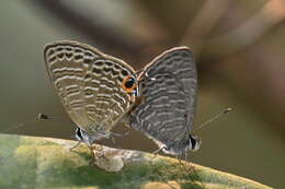 Image of Nacaduba calauria malayica Corbet 1938