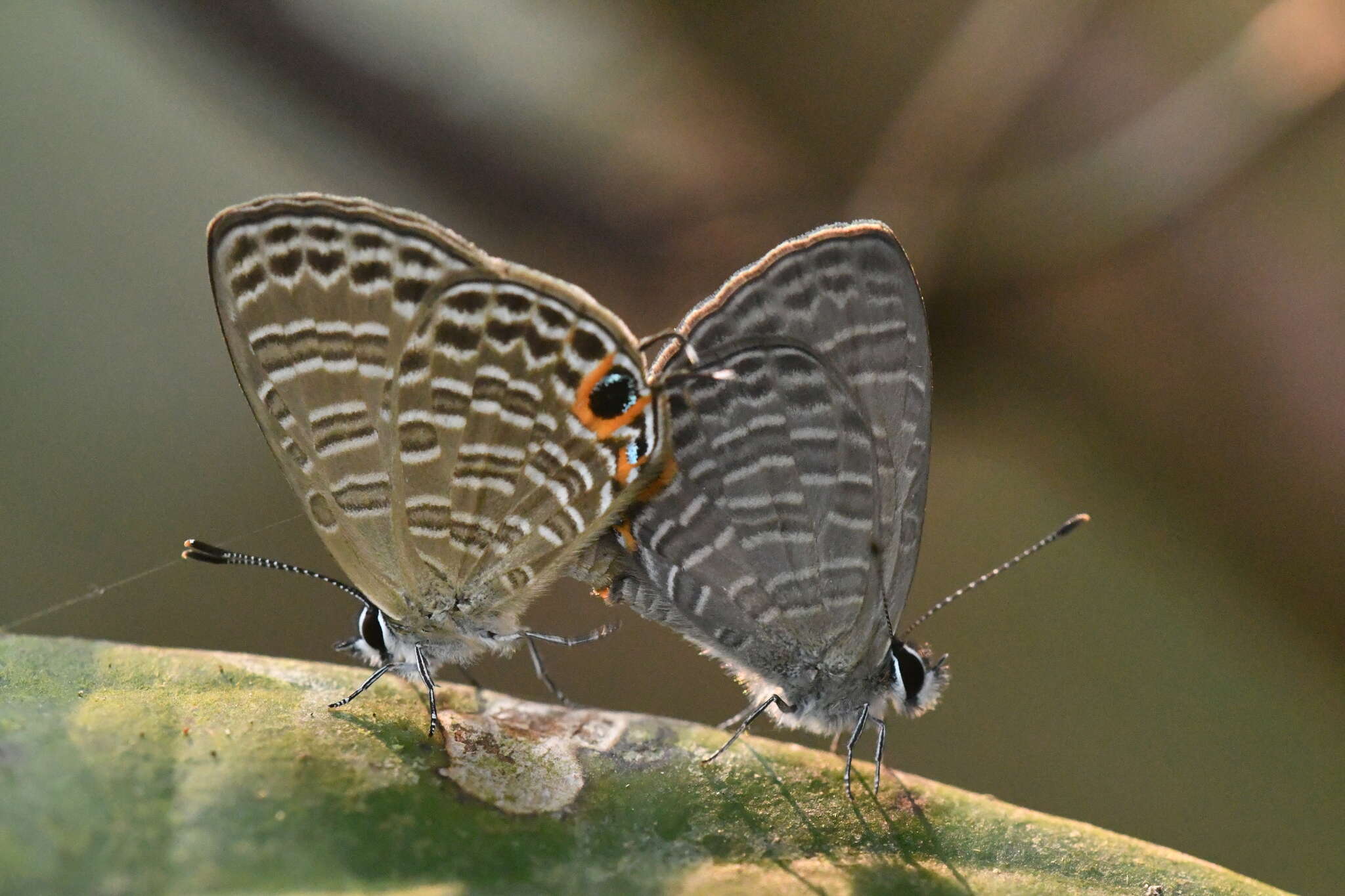 Image of Nacaduba calauria malayica Corbet 1938