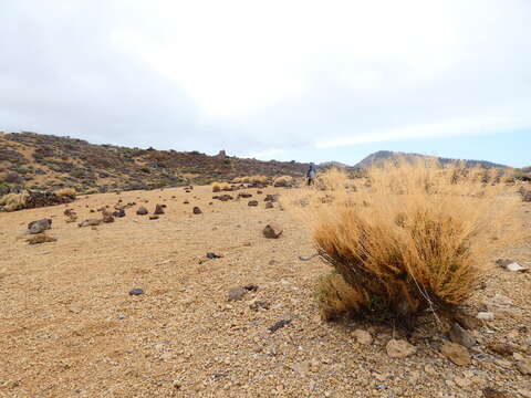 Plancia ëd Descurainia bourgaeana (E. Fourn.) Webb