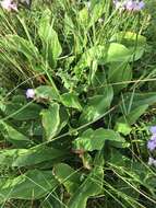 Image of Mediterranean sea lavender