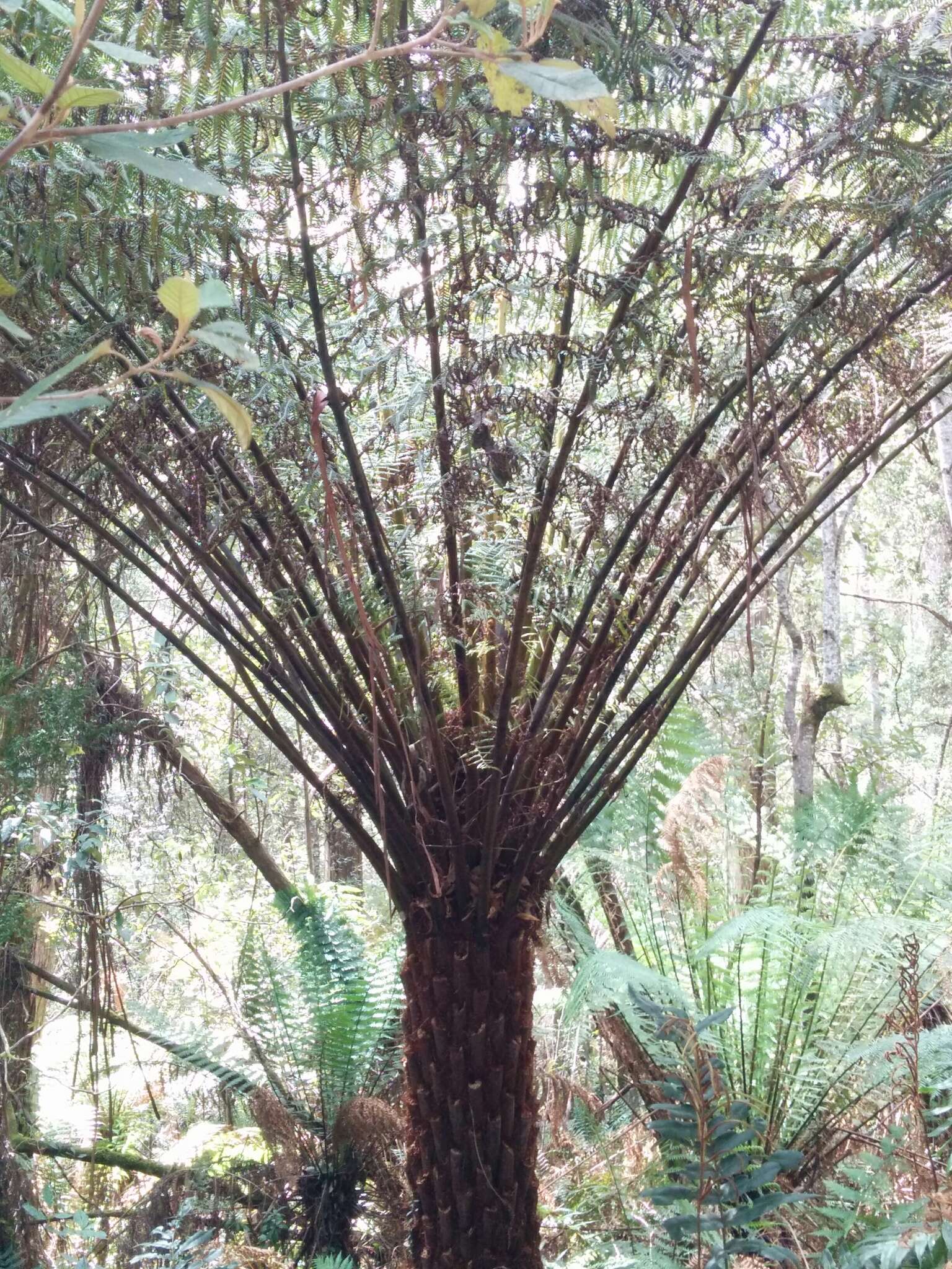 Image of Rough Tree Fern