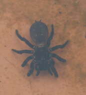 Image of Sutherland's Funnelweb Spider