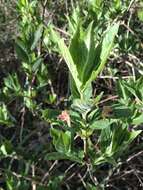 Image of alpine honeysuckle