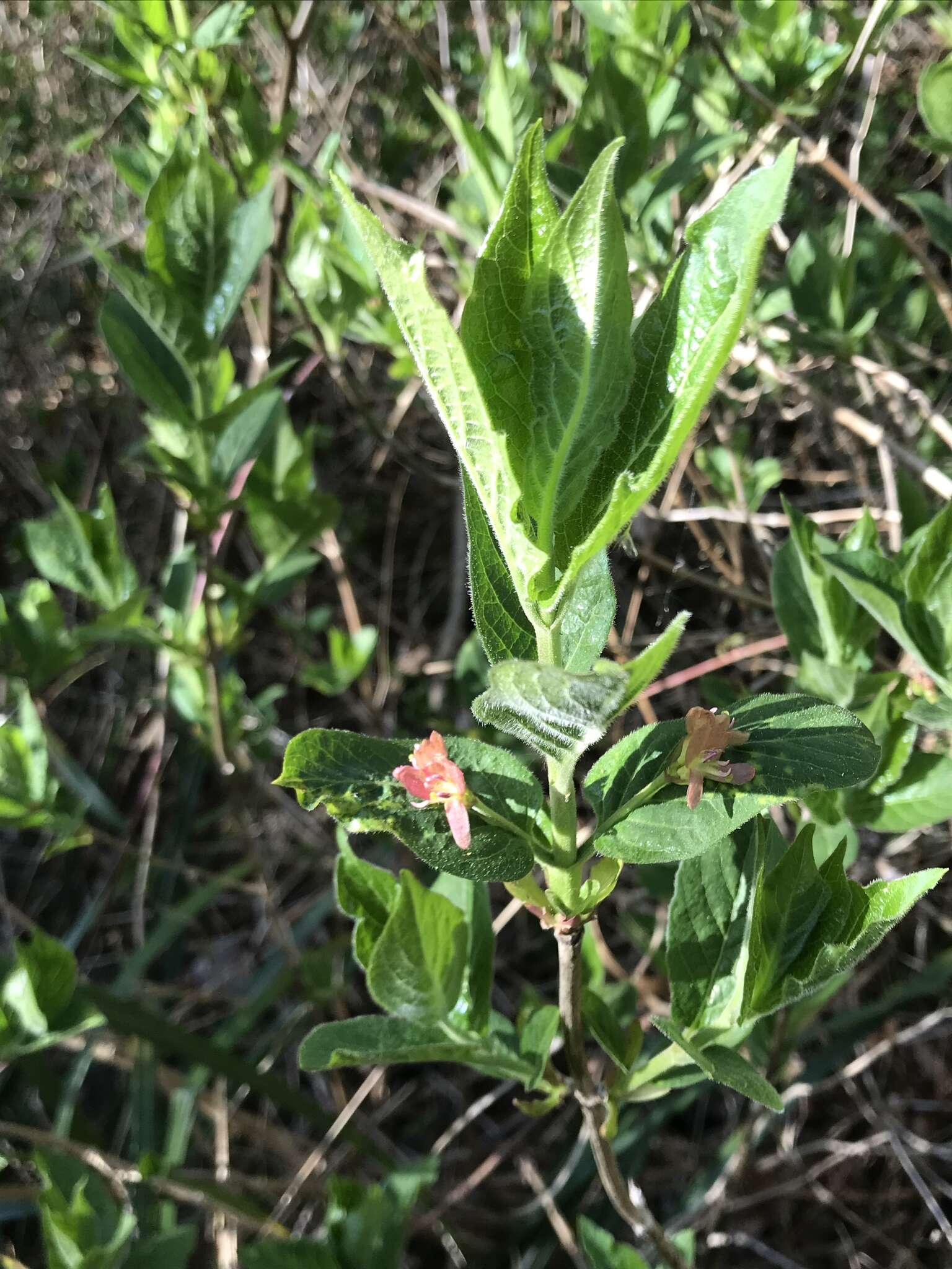 Image of alpine honeysuckle