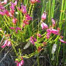 Plancia ëd Erica curvifolia Salisb.