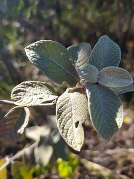 Image de Sabicea brasiliensis Wernham