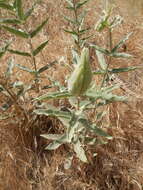 Image of woollypod milkweed