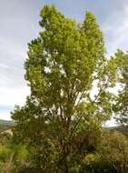 Image of Populus nigra L.