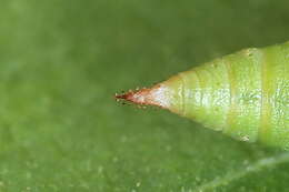 Image of bilberry emerald