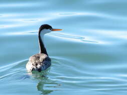 صورة Aechmophorus Coues 1862