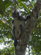 Image of North Sumatran Leaf Monkey