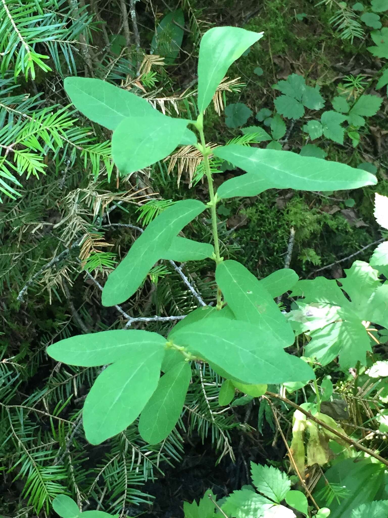 Imagem de Lonicera villosa (Michx.) Roem. & Schult.