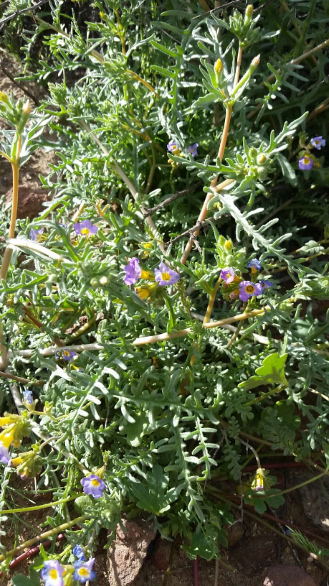 Image of Fremont's phacelia