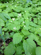 Image of Alpine enchanter’s-nightshade