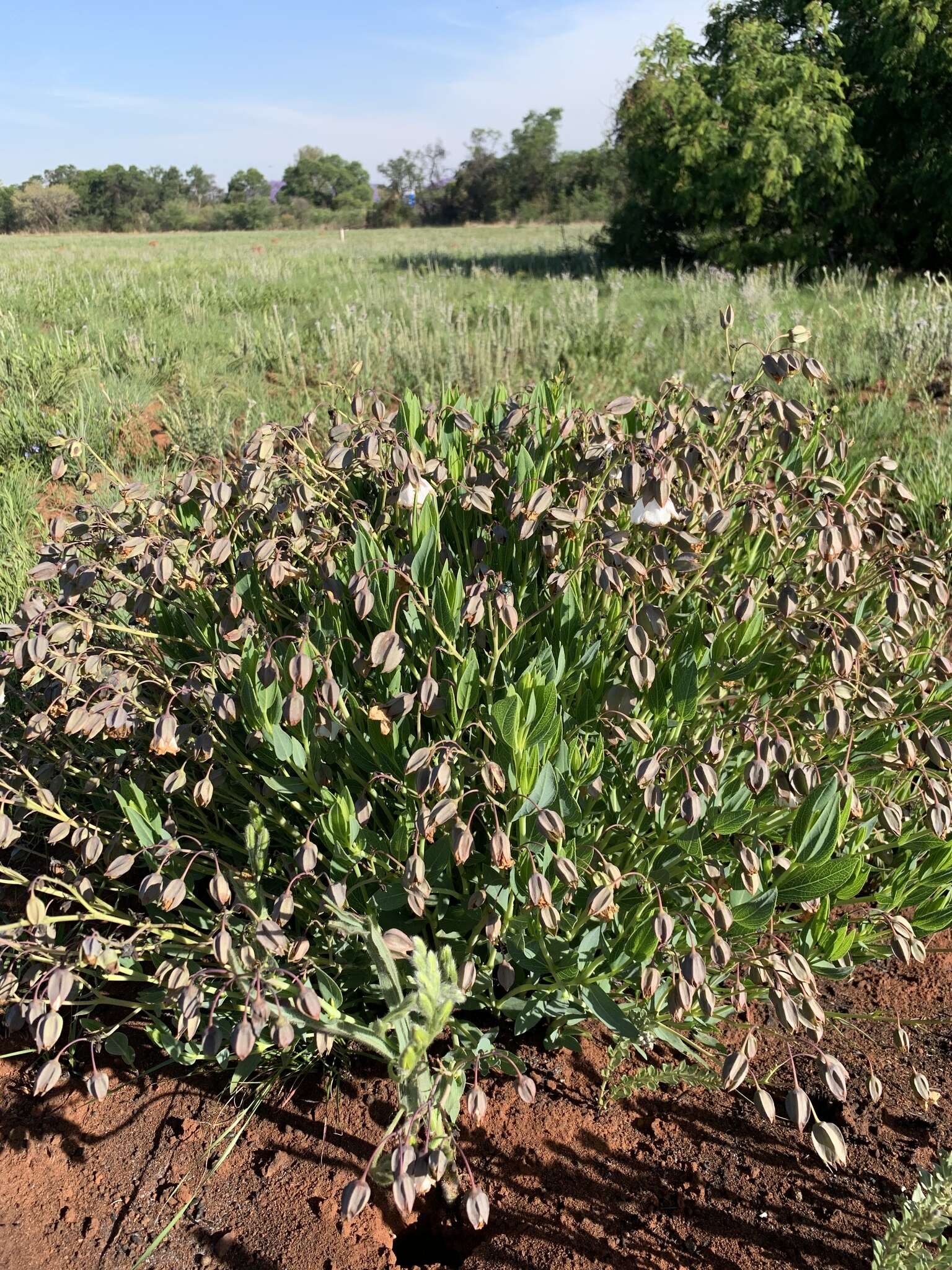 Imagem de Trichodesma physaloides (Fenzl) A. DC.