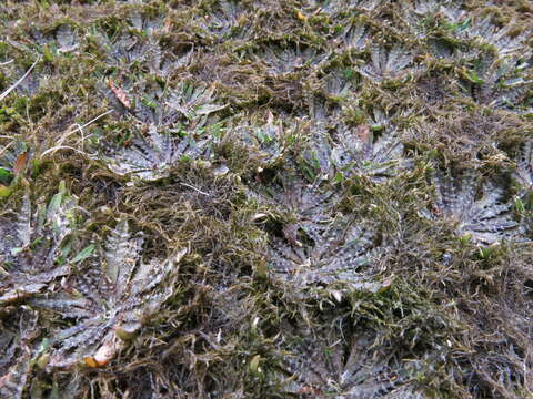 Image of Plantago triandra Bergg.