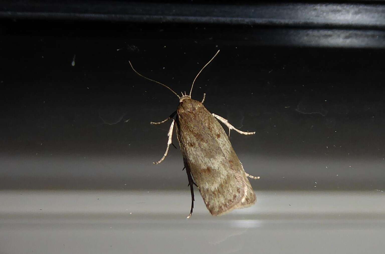 Image of Phaeosaces apocrypta