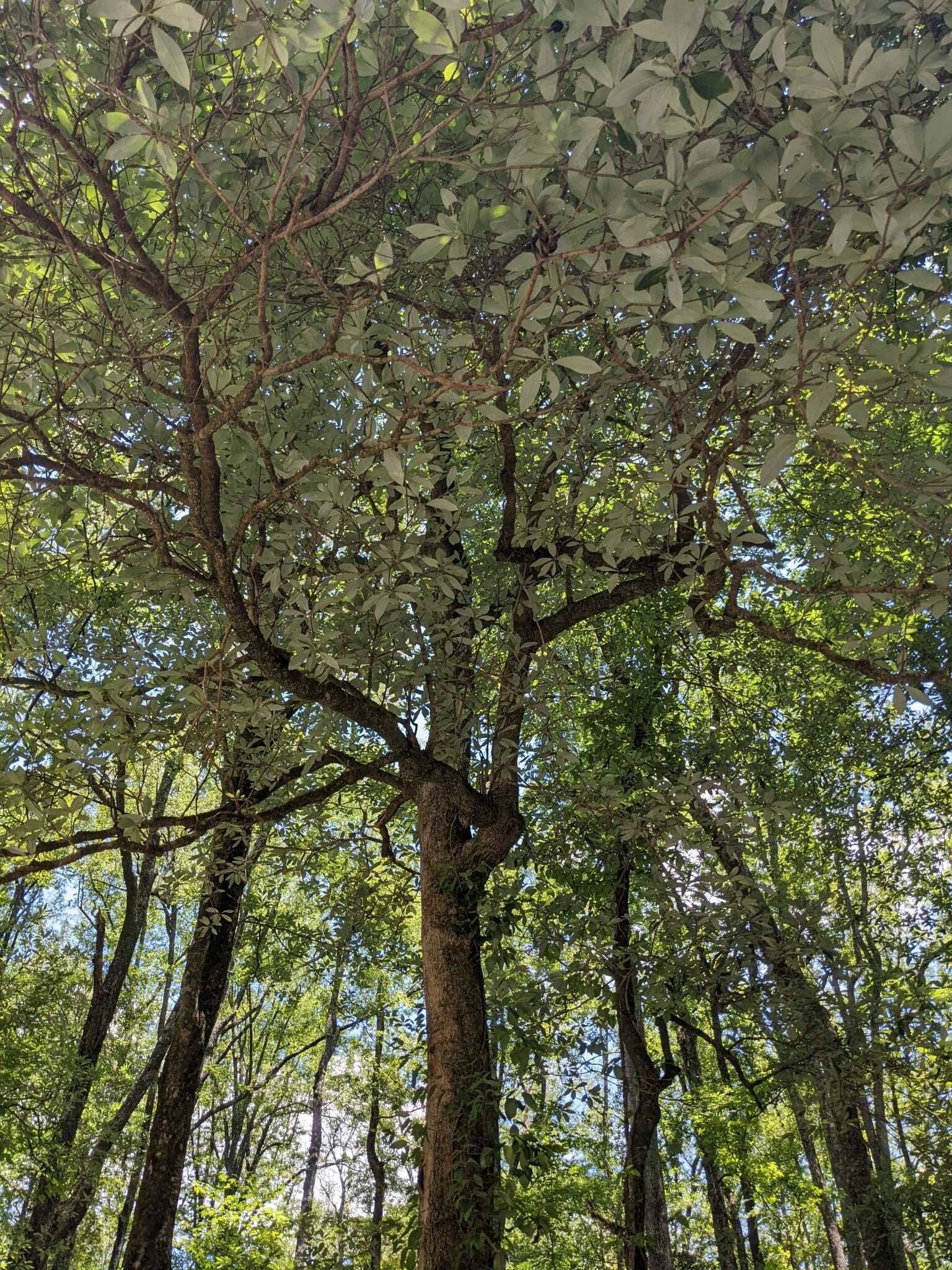 Image of Magnolia virginiana var. australis Sarg.