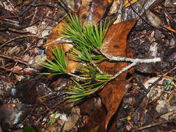 Imagem de Pinus krempfii Lecomte