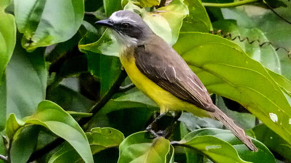 Image of Gray-capped Flycatcher