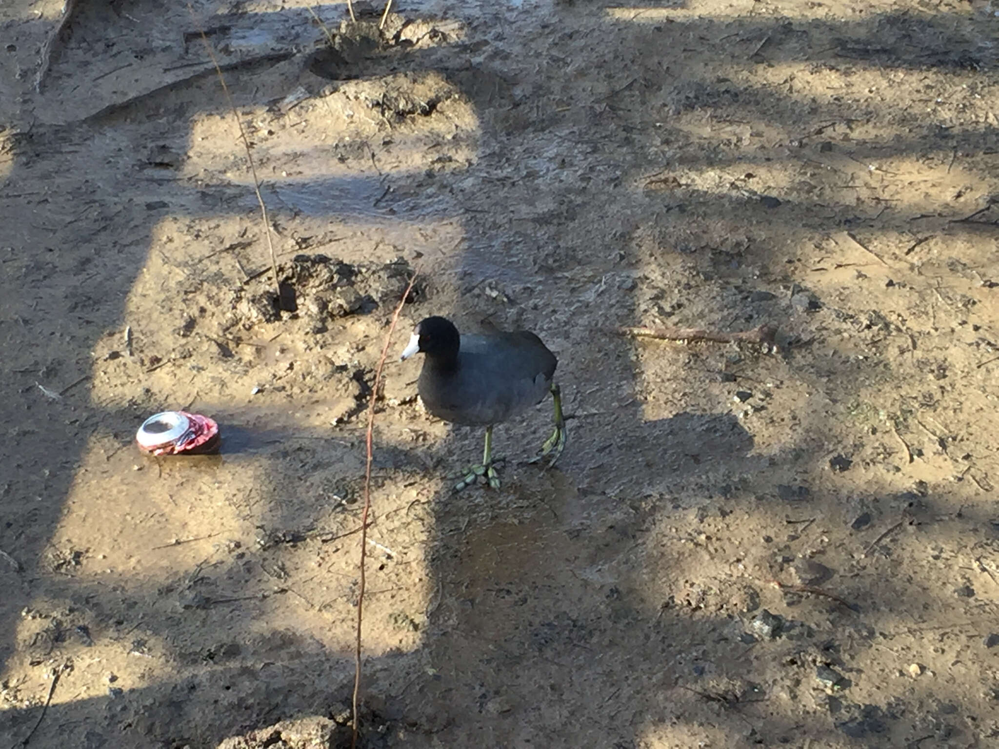 Image of North American Coot