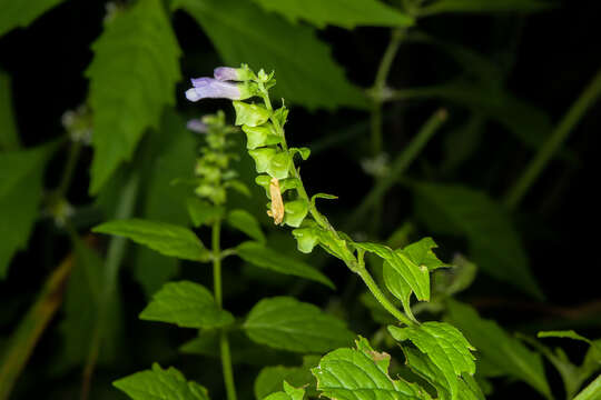 Image of blue skullcap